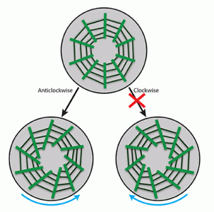 2015-actin-chirality-schematic-biology-in-a-twist