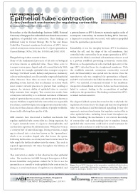 screencap-epithelial-tube-pdf