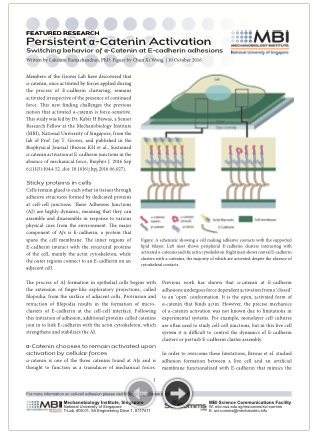2016-persistent-a-catenin-kiswas-screencap