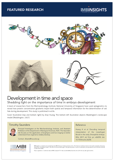 Development in Time and Space - Mechanobiology Institute, National ...