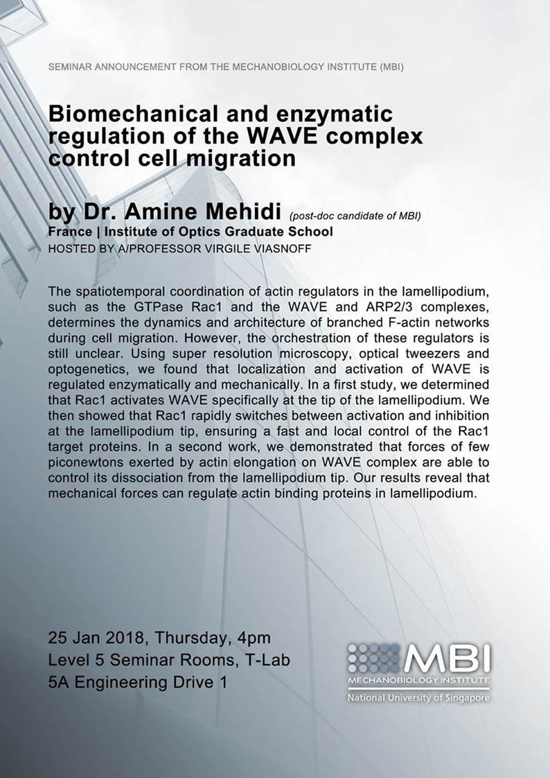 Biomechanical and enzymatic regulation of the WAVE complex control cell ...