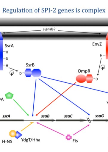 carousel-363×511-kenney-2