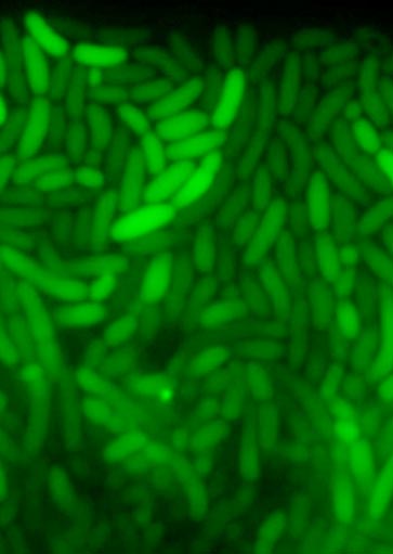 carousel-363×511-kenney-5