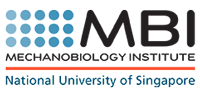 Mechanobiology Institute, National University of Singapore Logo