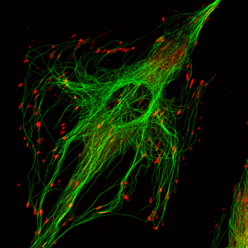 Microscope Core Microscopy Core – Mechanobiology Institute, National University of ...