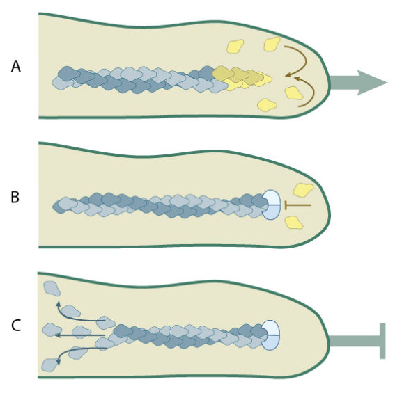 What is capping protein? Mechanobiology Institute, National