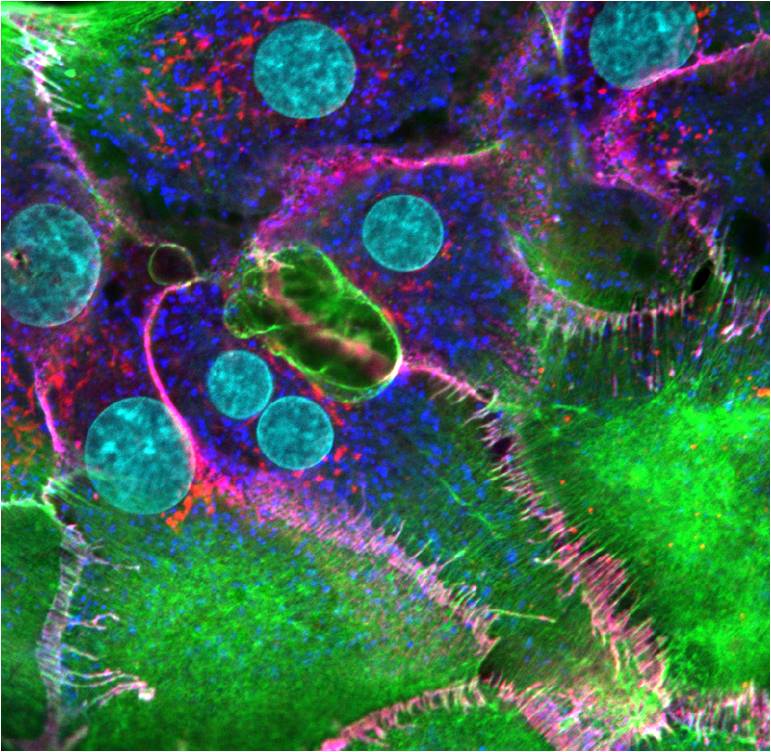 What are adherens junctions? Mechanobiology Institute, National