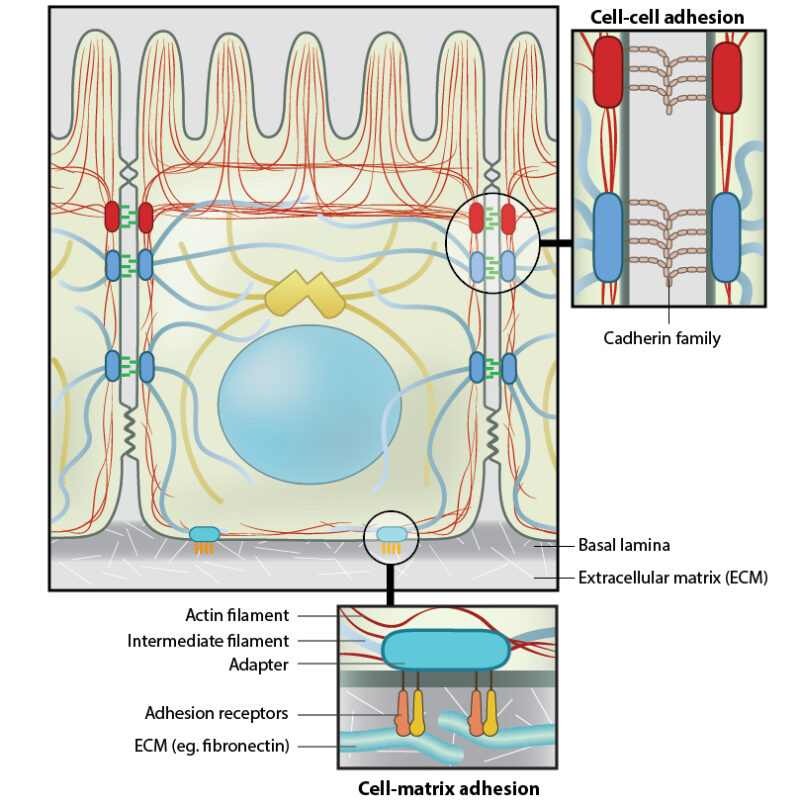 What are anchoring junctions? Mechanobiology Institute, National