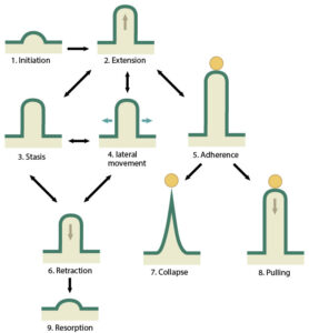 What are filopodia? – Mechanobiology Institute, National University of ...