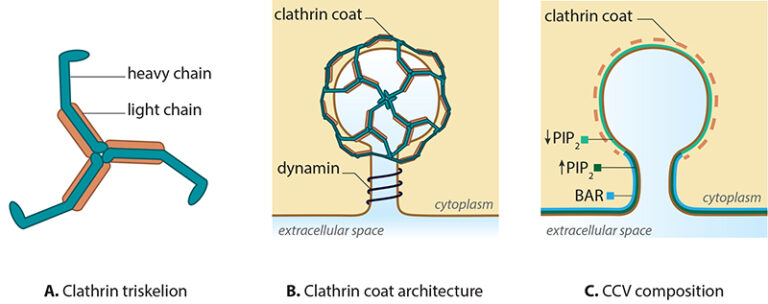What is clathrin-mediated endocytosis? - Mechanobiology Institute ...