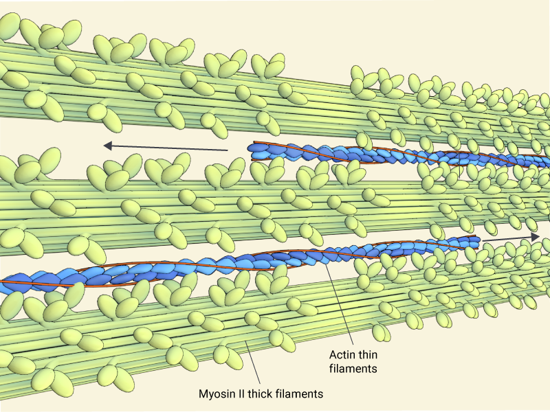 Актин ткань. Микрофиламенты миозина. Структура актина и миозина. Промежуточные филаменты в мышечной ткани. Миофибриллы актин миозин.