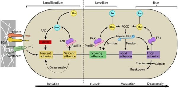 What is the role of Rho GTPases in the regulation of focal adhesion ...