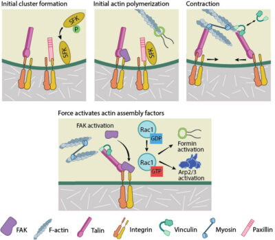 What is the role of integrin clustering in focal adhesion assembly ...