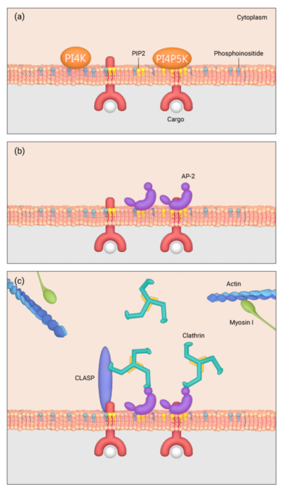 How is clathrin recruited to the plasma membrane? – Mechanobiology ...