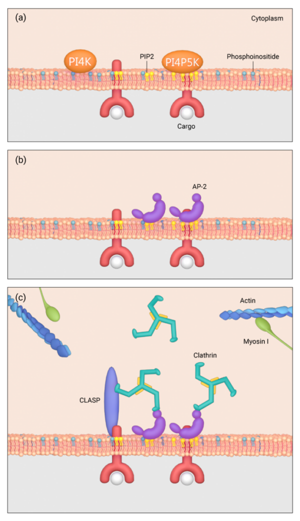 How is clathrin recruited to the plasma membrane? – Mechanobiology ...