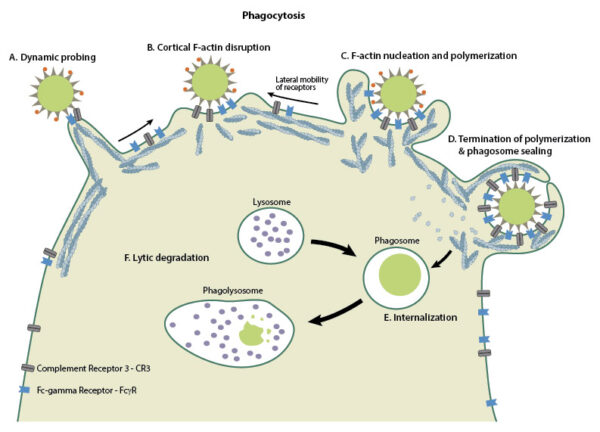 What is phagocytosis? - Mechanobiology Institute, National University