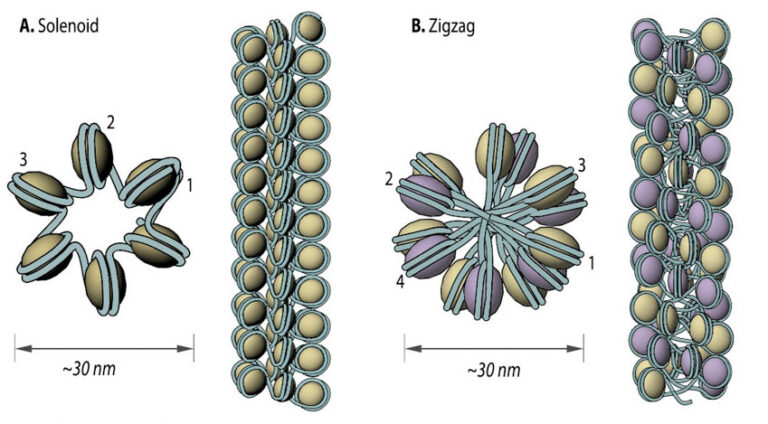 What are nucleosomes? – Mechanobiology Institute, National University ...