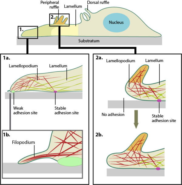 What is the role of the lamellipodia in mechanosensing and cell ...