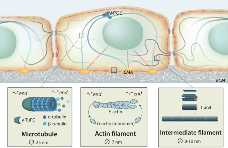 What is the cytoskeleton? Mechanobiology Institute, National