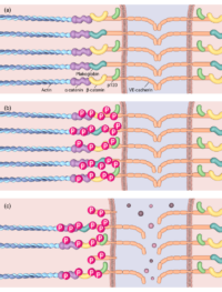 How do post-translational modifications of cell-cell adhesions impact ...