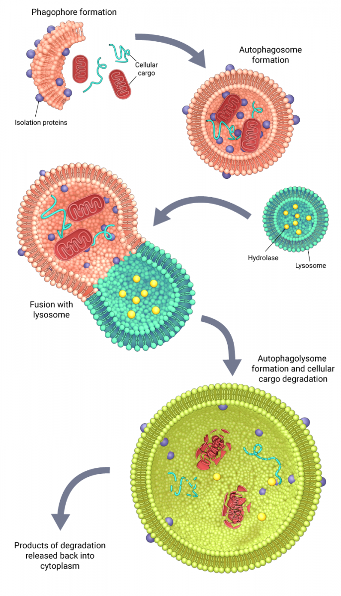 What is autophagy? - Mechanobiology Institute, National University of  Singapore